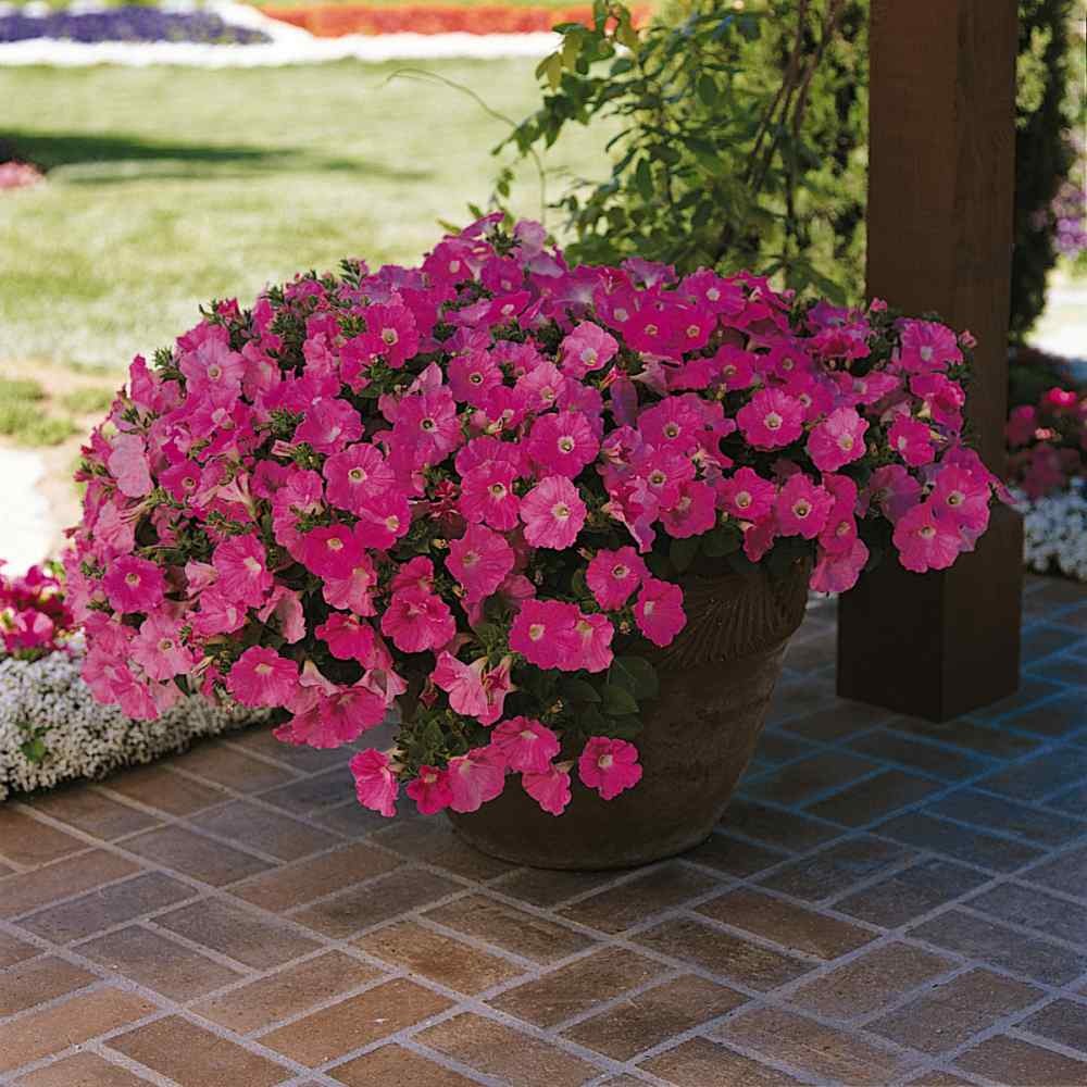 30 Seeds Purple Classic Wave Petunias Only Grow 4 – 6 Inches Tall – AAS Winner