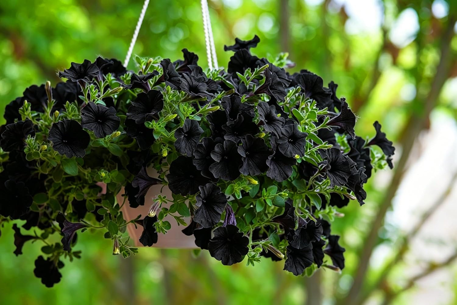 Dwarf Petunia Seeds for Planting, 310+Pcs Perennial Night Sky Black Petunia