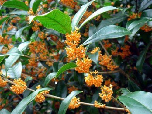 APRICOT ECHO Fragrant Tea Sweet Olive Osmanthus fragrans~~ Rooted Starter Plant