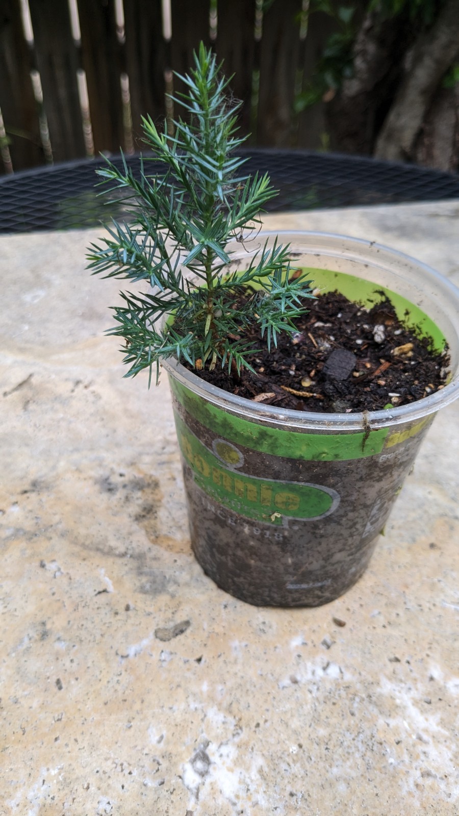 1 Juniper Potted live tree 4-8 + inches. Seedling May Vary Size or Shapes 3 /5 Y