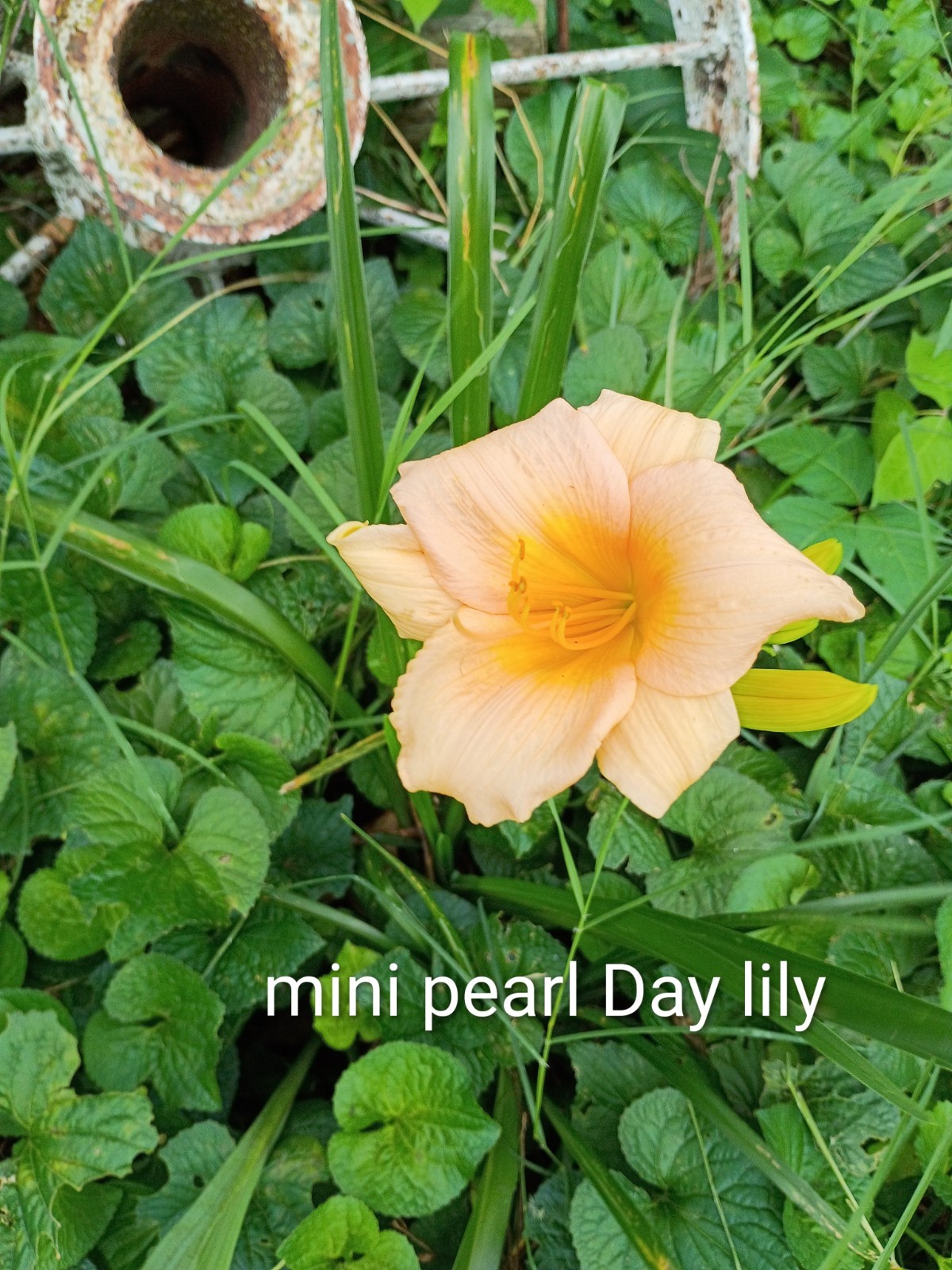 Assorted Daylilies, Many Different Colors, perennials return every year (1 Root)