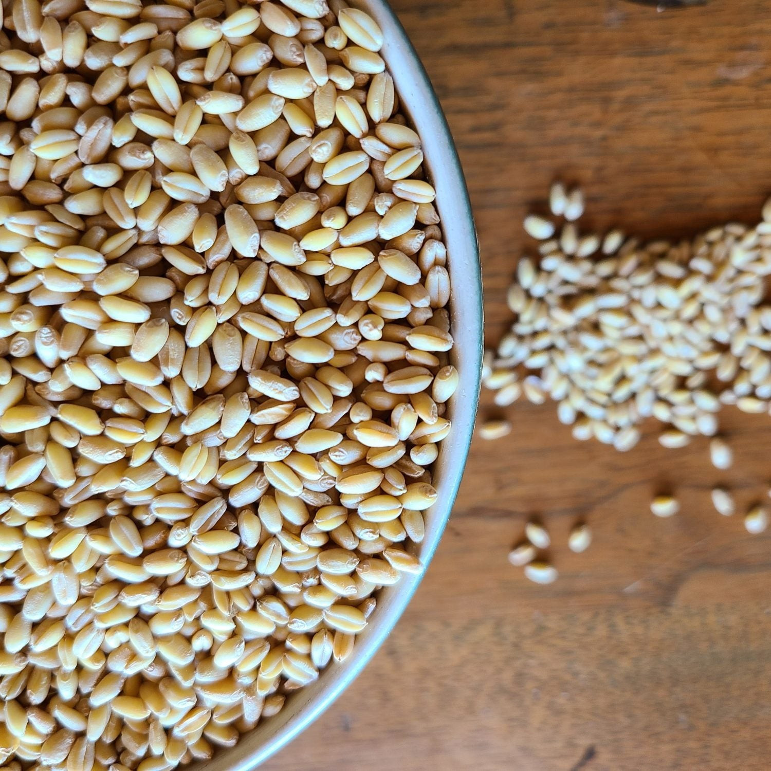 Soft White Wheat Seeds (300) / Organic / DELICIOUS / Easy To Grow