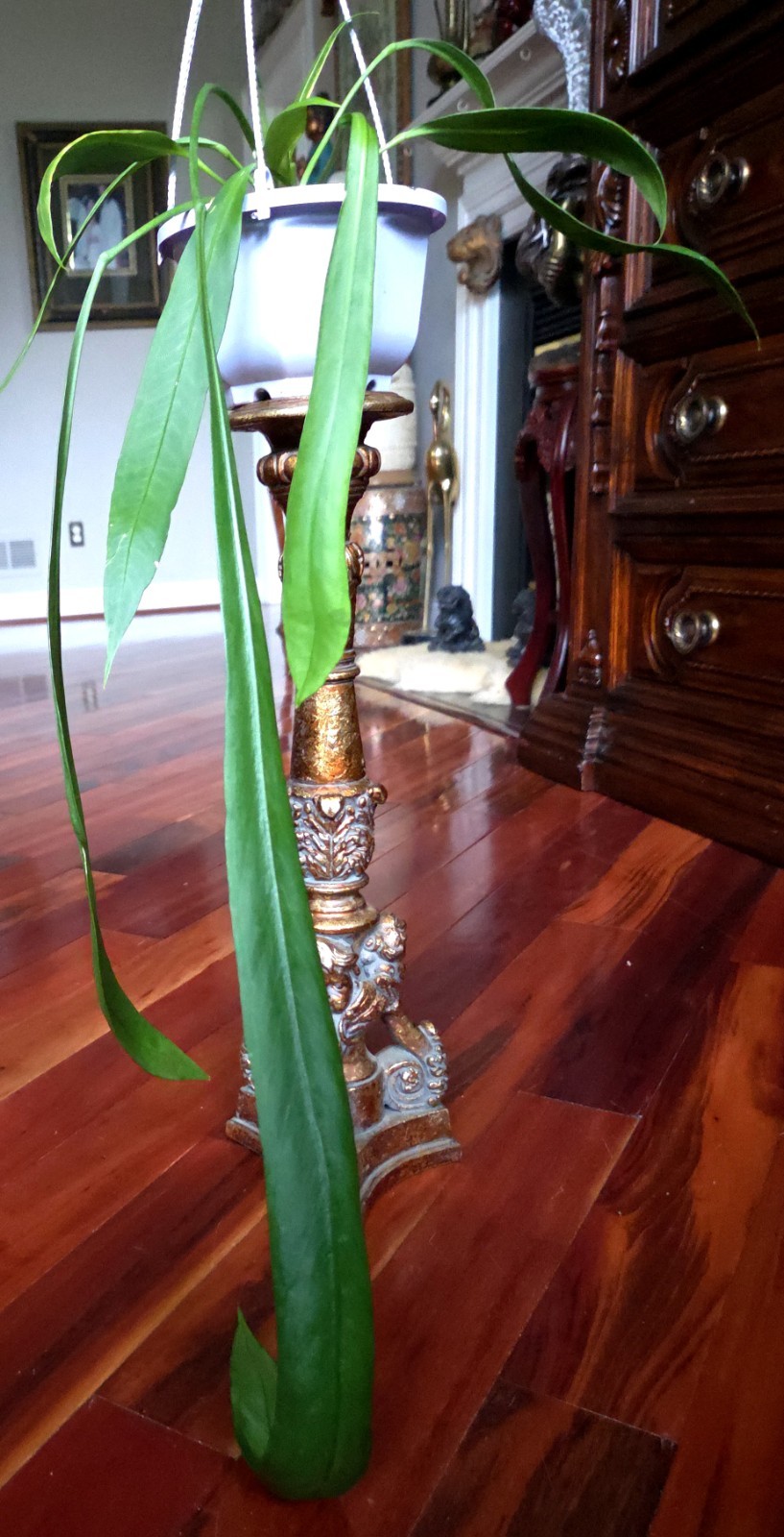 Rare XL Anthurium Vittarifolium 33″ Tall 28″ Leaves Not Philodendron Monstera