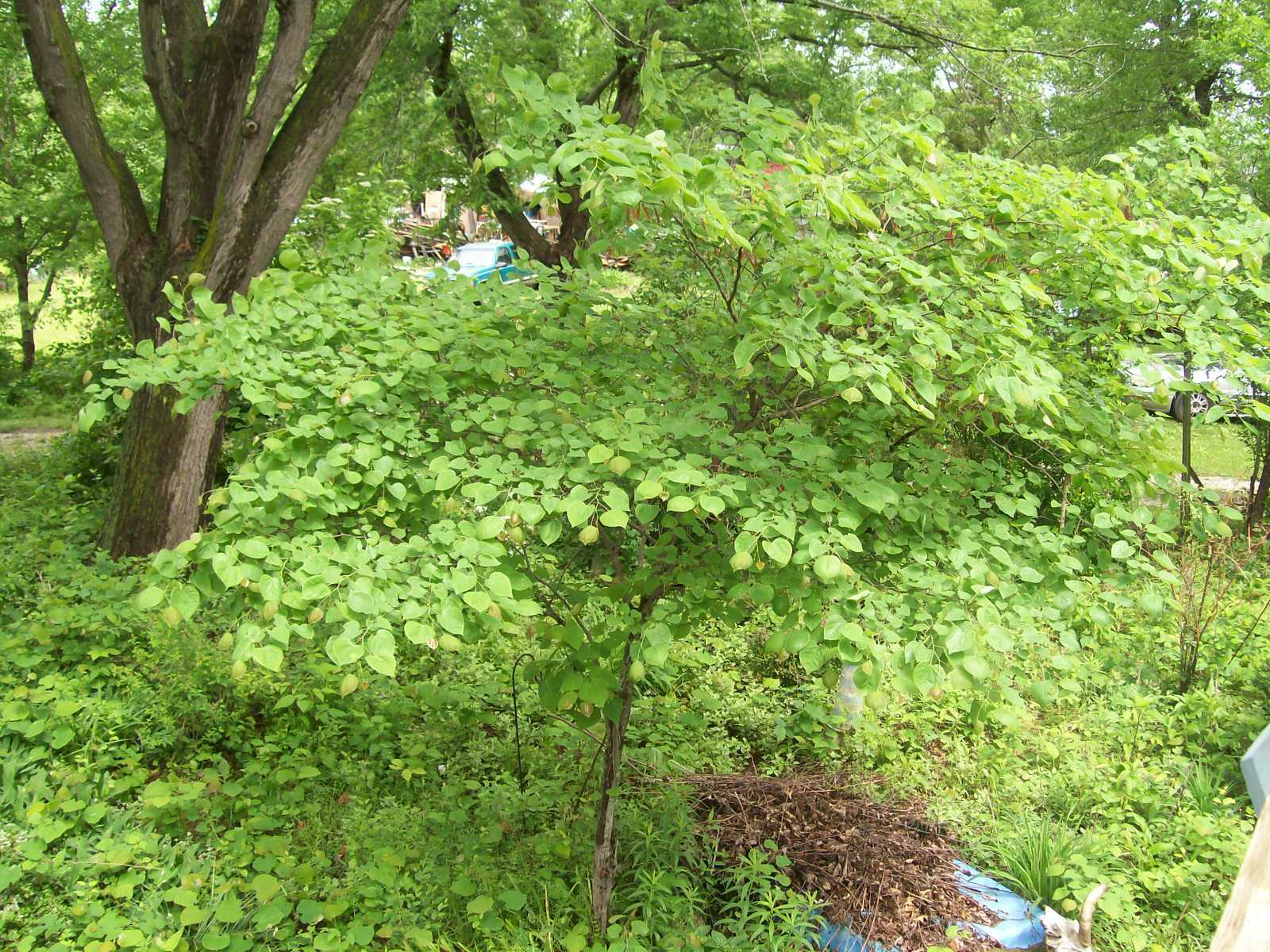 REDBUD TREE 3 YEAR OLDS 1 PLANT 28+ INCHES SET OF 2