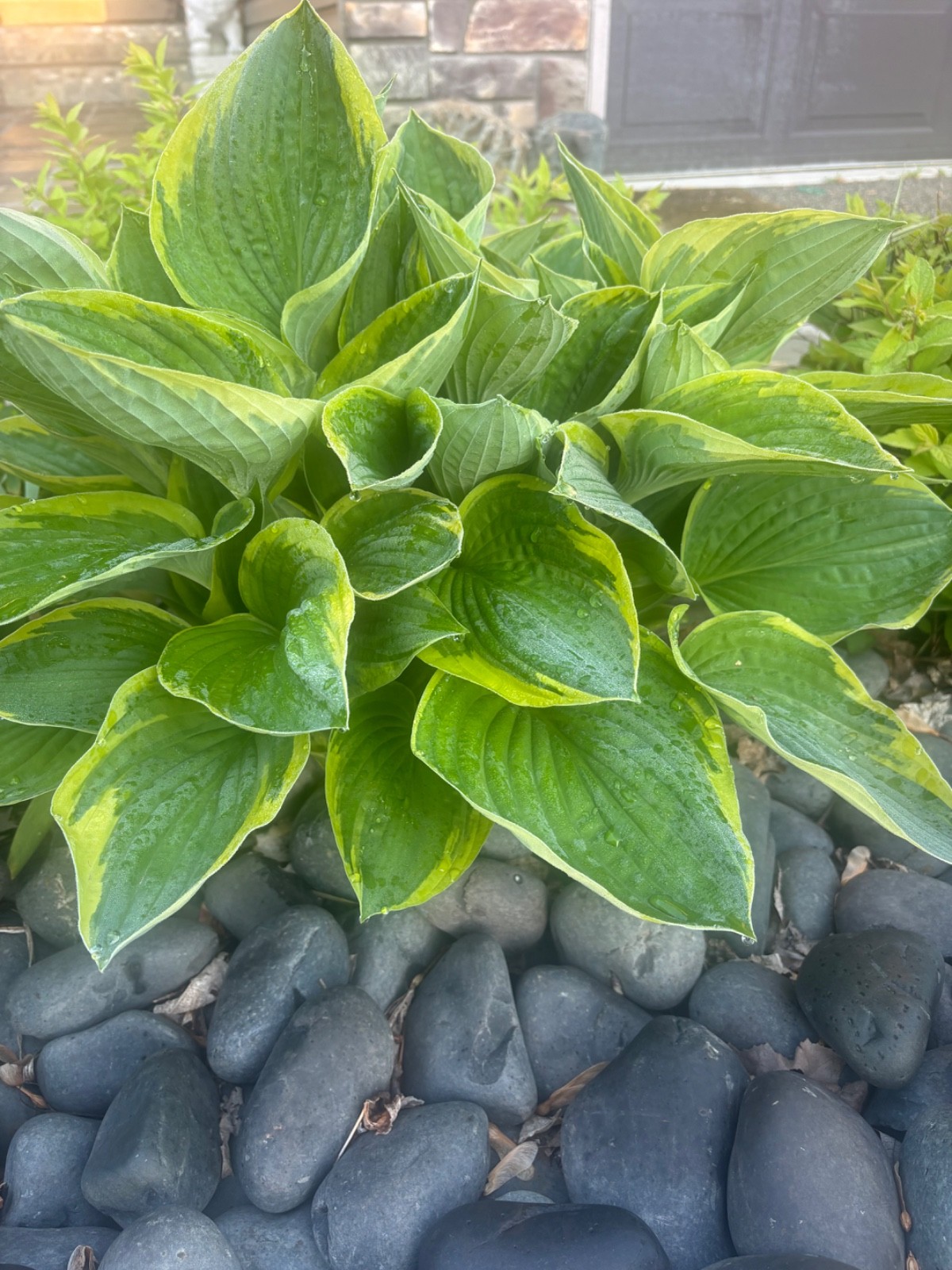 Hosta Christmas 5 live plants, Summer Blooms & Green Variegated Foliage in Shade