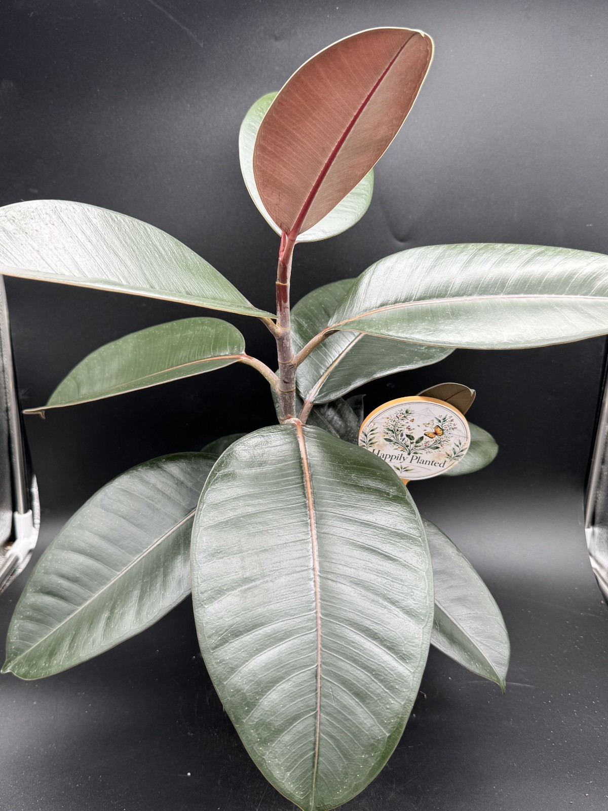 Ficus Burgundy – Exact Plant – 18″ tall – 6″ Pot – Free Shipping