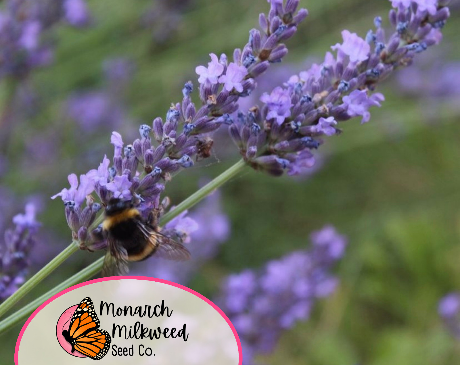 500+ English Lavender Herb Seeds | Heirloom, Non-GMO, Herb Gardening Seed Packet