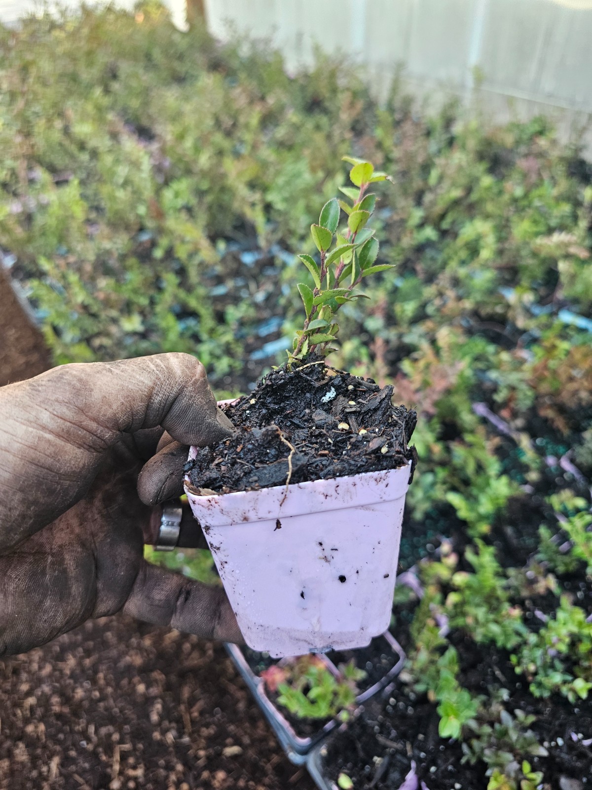 2-pack small wild huckleberry plants 3″ pot vaccinum ovatum evergreen berry bush
