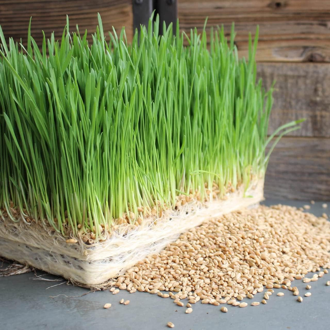 Hard Red Wheatgrass Seeds, 5 Lb Bulk – Non-Gmo | Hard Red Winter Wheat Variety.
