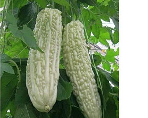 Bitter Gourd S??DS for Pl?nting – Chinese Green Or White Balsam Pear Bitter Melo