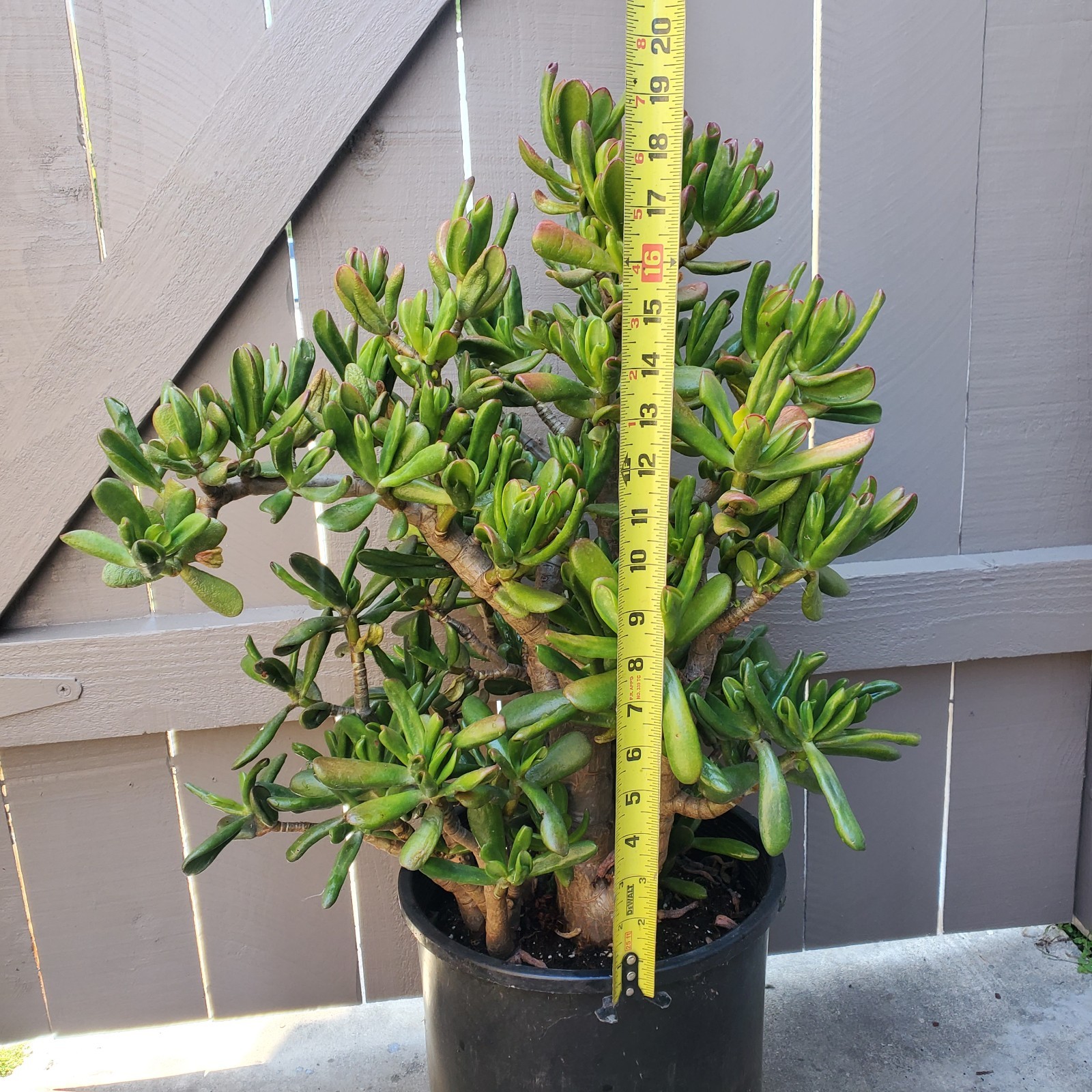 Gollum Jade Spoon Jade Succulent -D