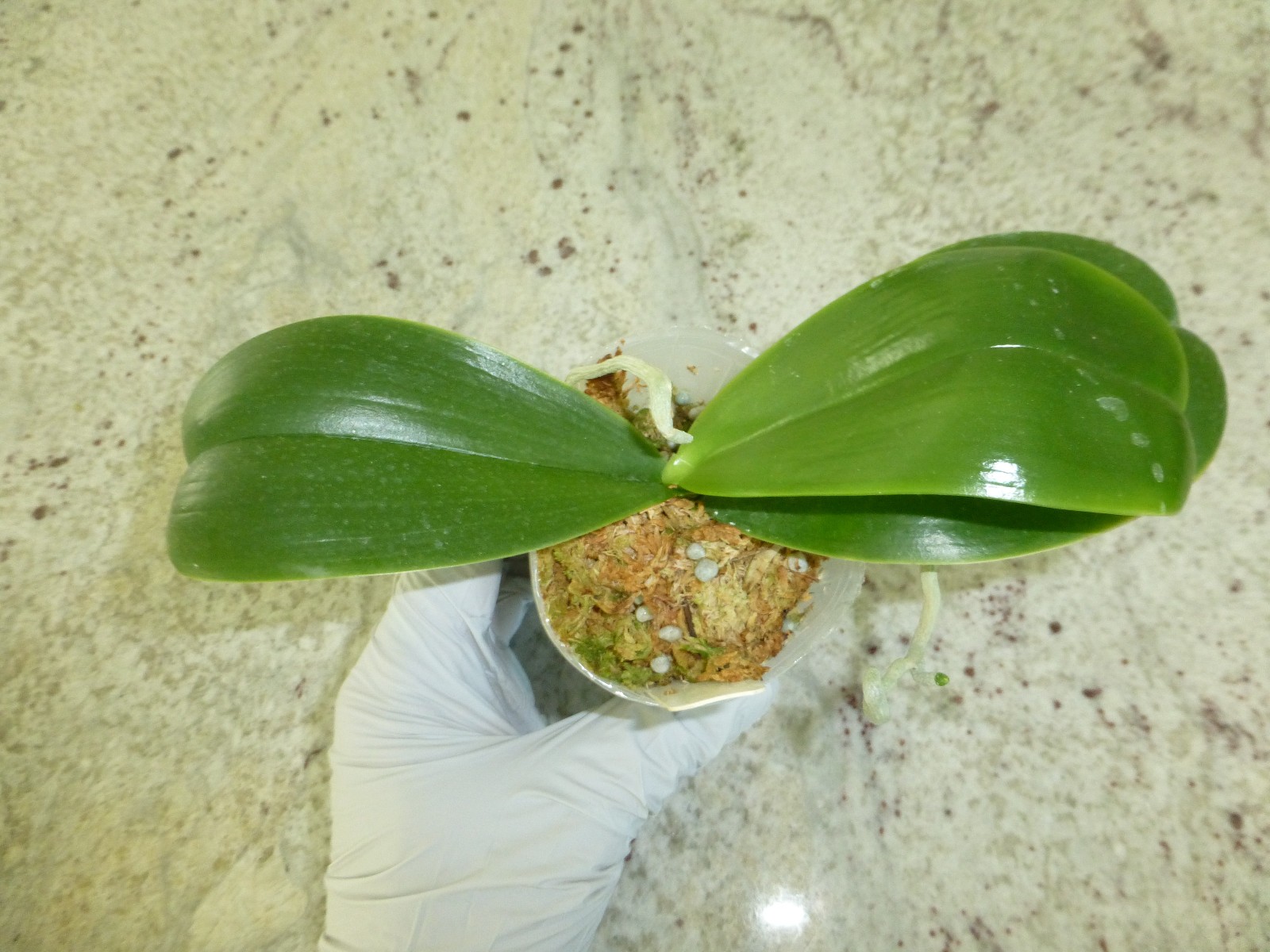Fragrant Orchid Phalaenopsis Phal. cornu-cervi × Hawaii Dragon Girl In 3″ Pot