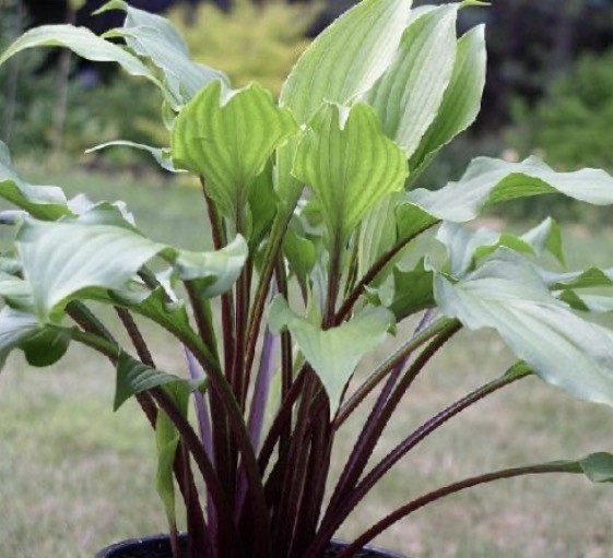 Potted Hosta ‘China girl’ Plant 1gal. Gorgeous Red Stem Green Leaf Marvel! WOW!