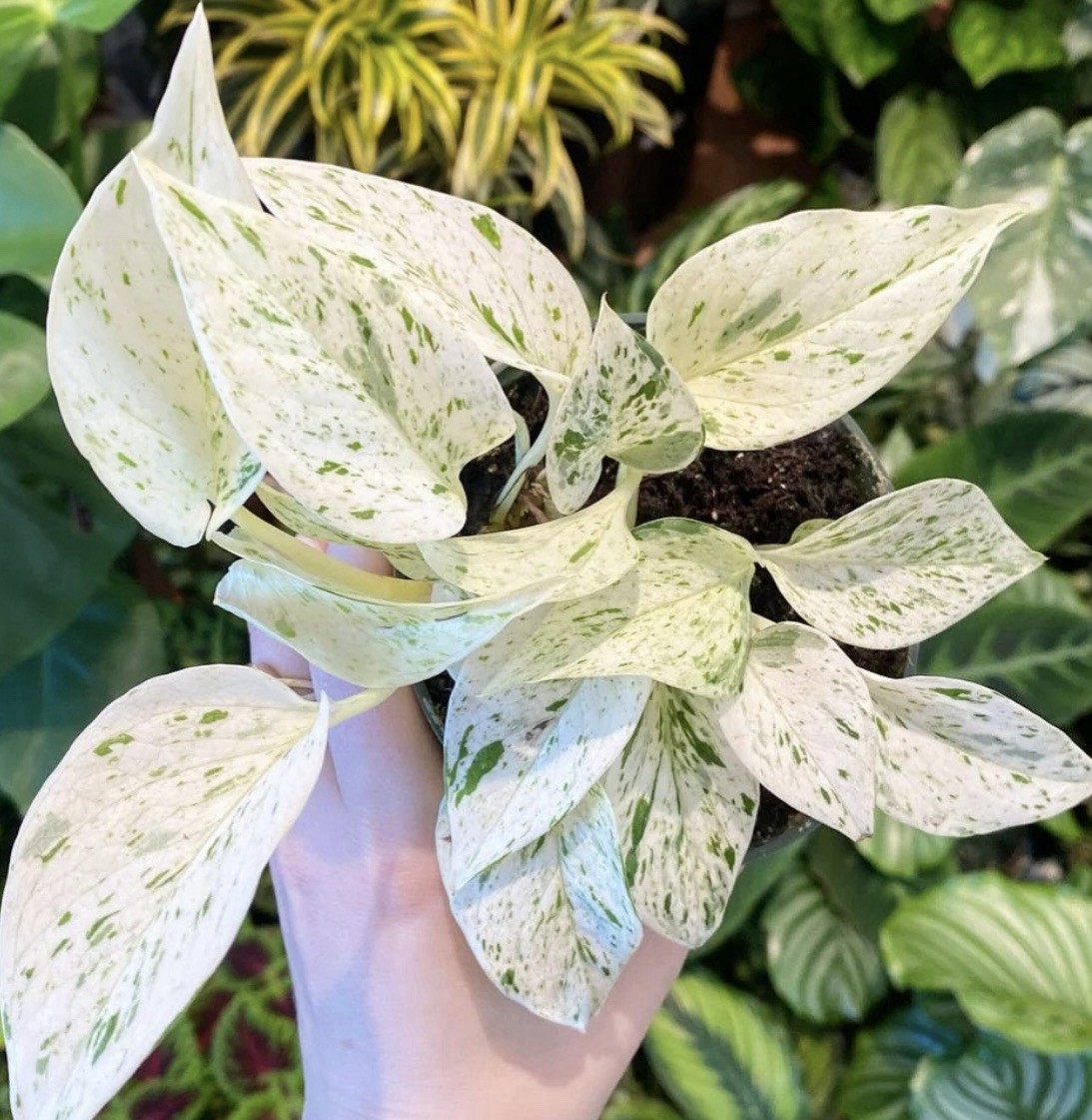 Snow White Pothos (new Cultivar) More White Than Ever Before 1 Leaf Node Cutting
