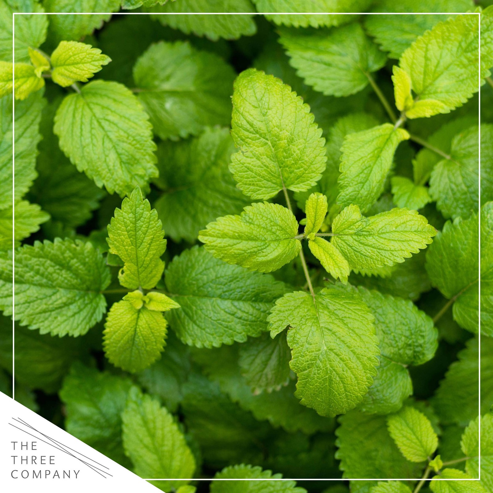 Live Herb Lemon Balm 4 Per Pack, Aromatic and Health Enhancer, Naturally Red…