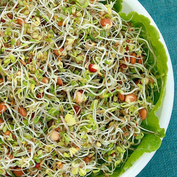 Spicy Salad Mix Seeds MicroGreens Arugula Cabbage Kale Kohlrabi Broccoli Mustard