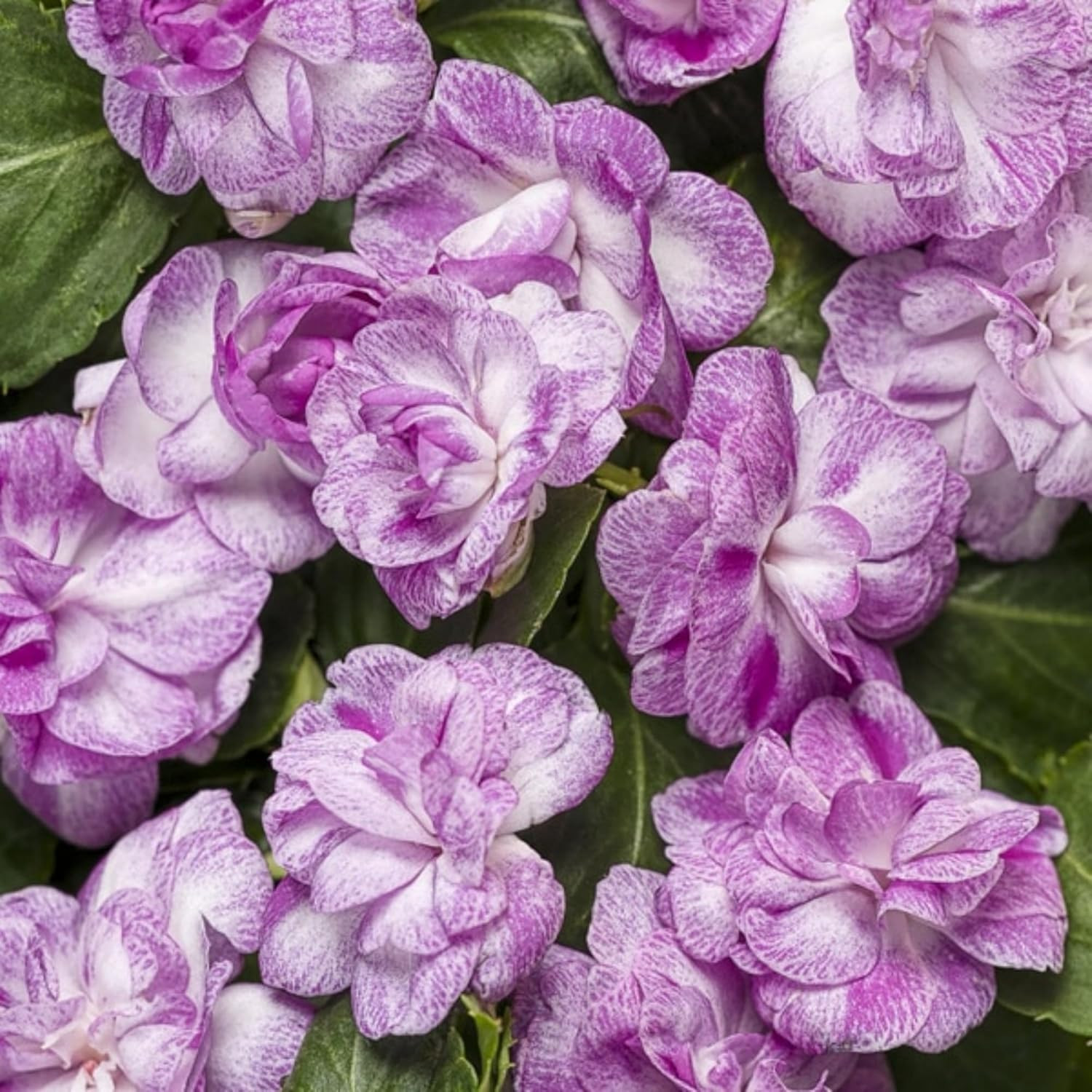 300+ Double Impatiens Seeds Perennial Annual Mixed Camellia Impatiens Balsamina