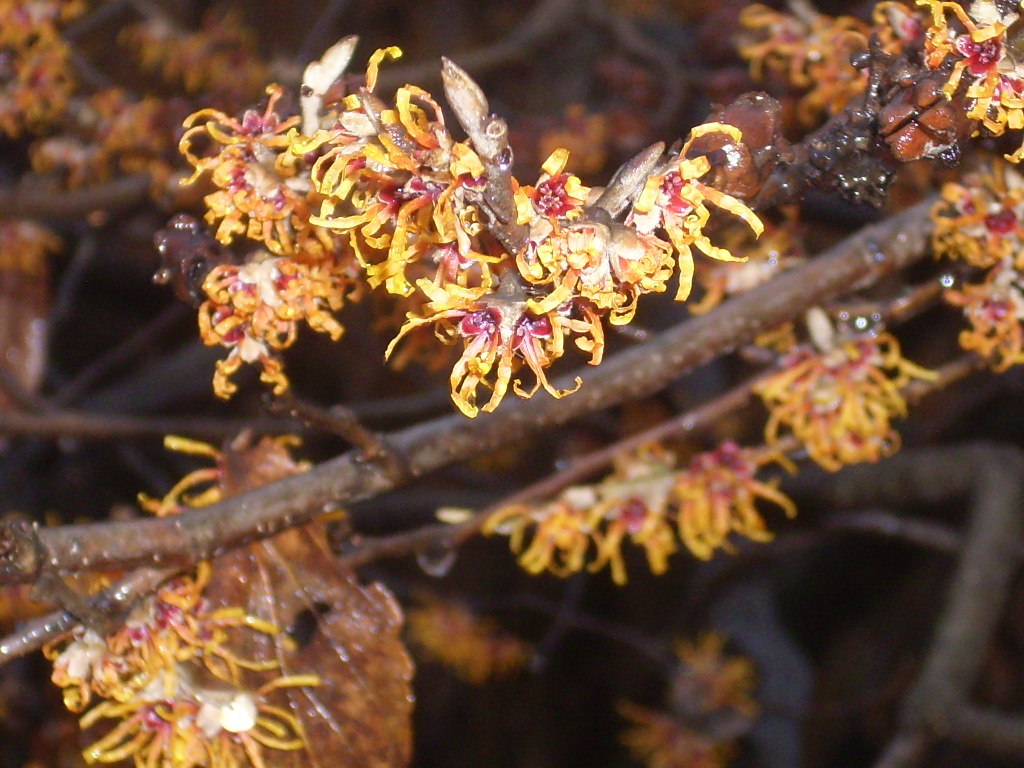 10 VERNAL WITCH HAZEL SEEEDS – Hamamelis vernalis