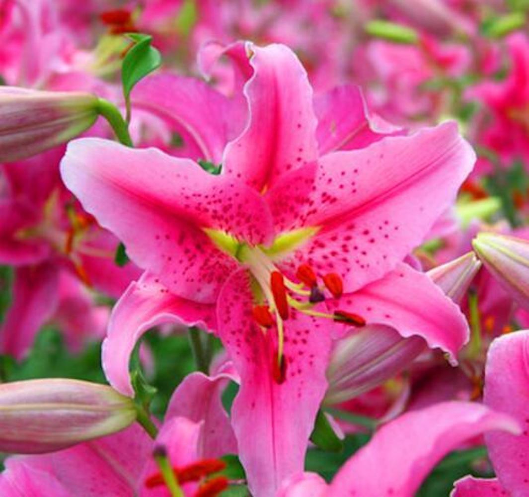 20 LILY FLOWER SEEDS rare exotic bloom blossom plant garden bush for germination