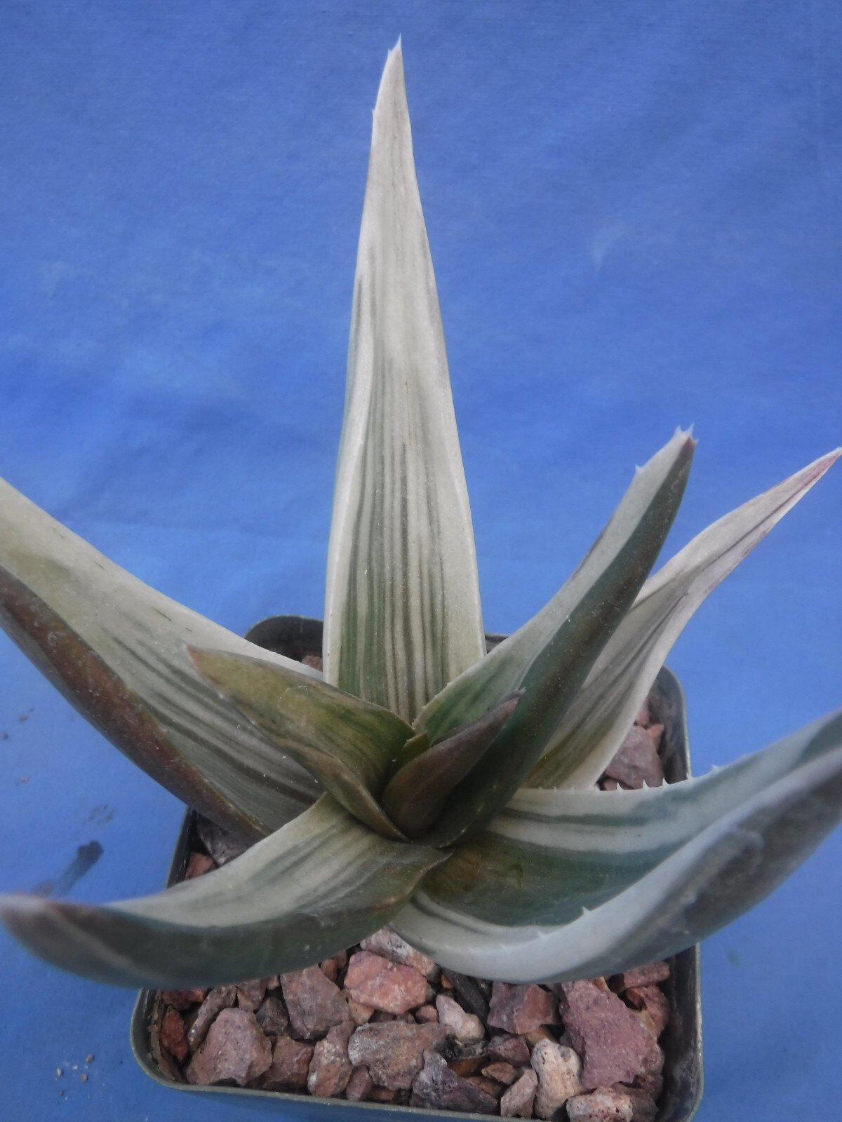 Aloe ‘Walmsley’s Bronze’ Starter Plants 2″-3″ Wide VARIEGATED! BRONZE in Sun!