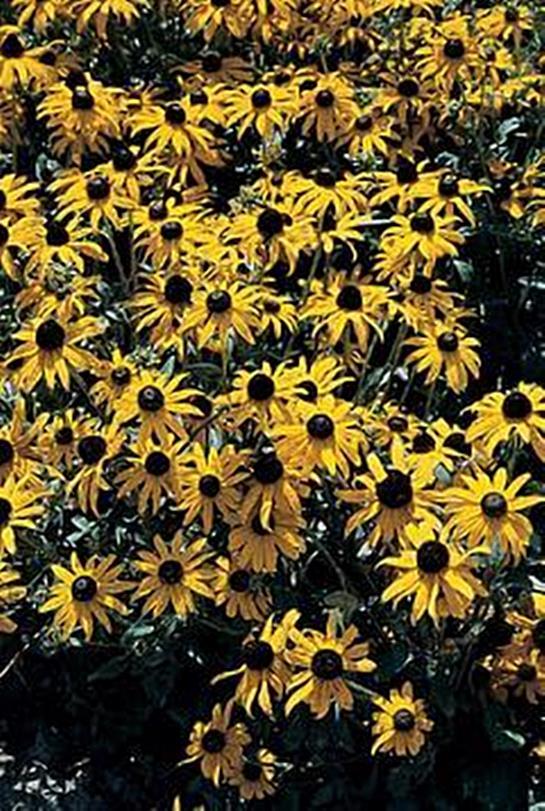 Rudbeckia Black Eyed Susan Fulgida Goldsturm Perennial Seeds