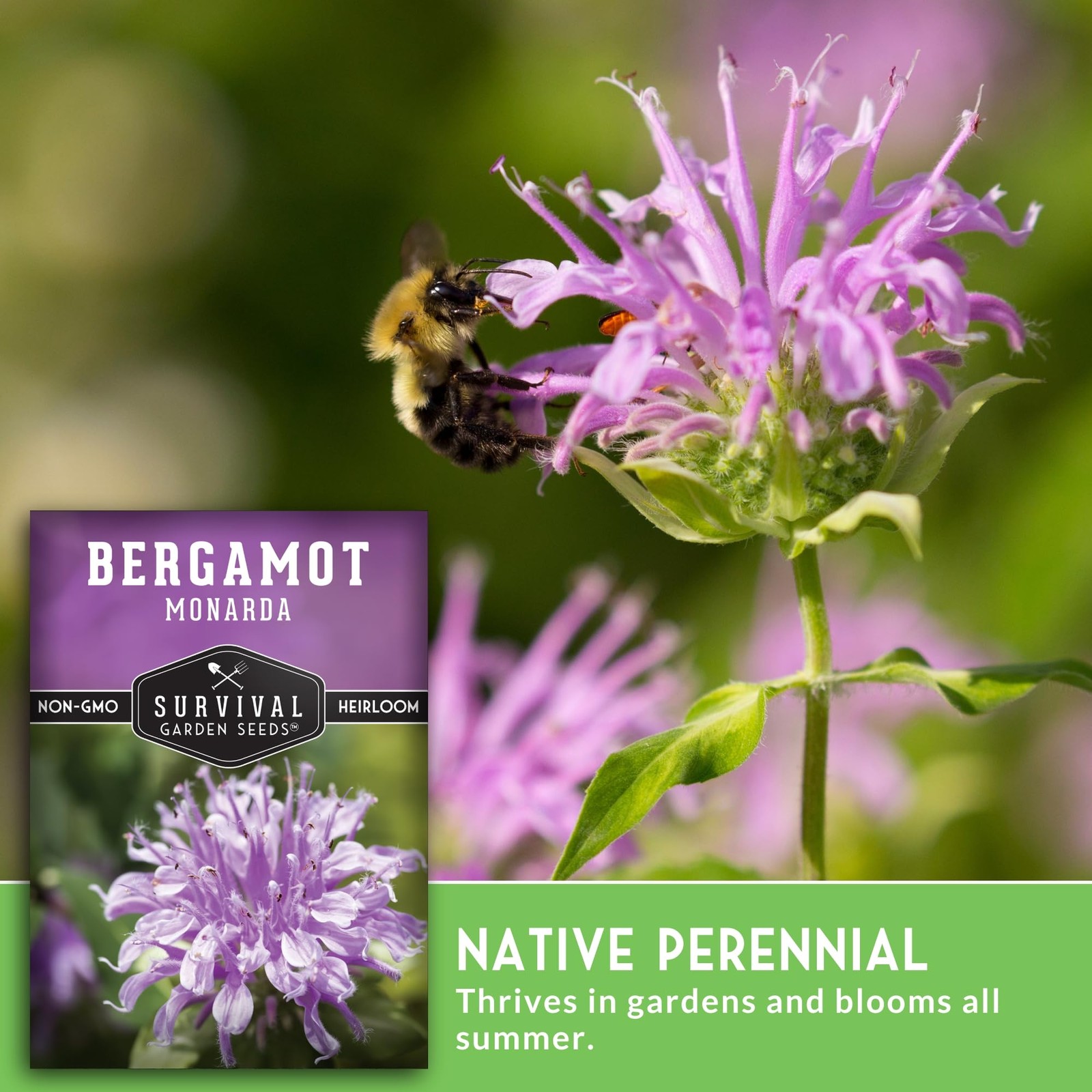 Bee Balm Seeds for Planting – Wild Bergamot (Monarda Fistulosa) Pink