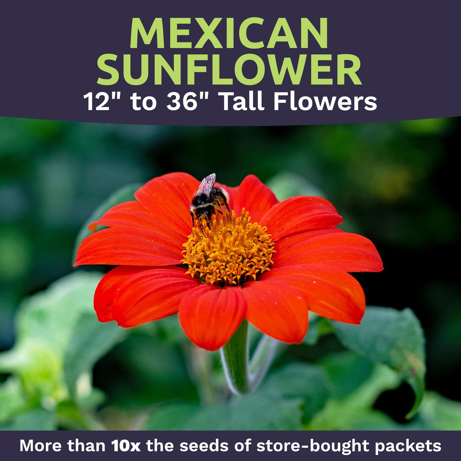 Mexican Sunflower Seeds – Extra Large Packet – Over 2,500 Open Pollinated Non…