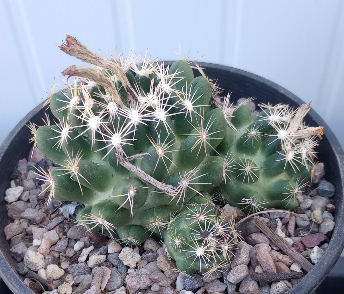 Escobaria missouriensis Missouri Foxtail Cactus Hardy Low Growing Huge Tubercles