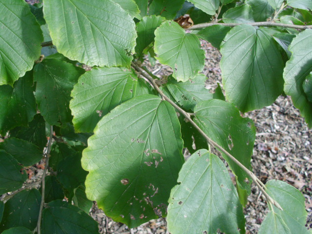 10 FIRE BLAZE WITCH HAZEL SEEDS – Hamamelis x intermedia