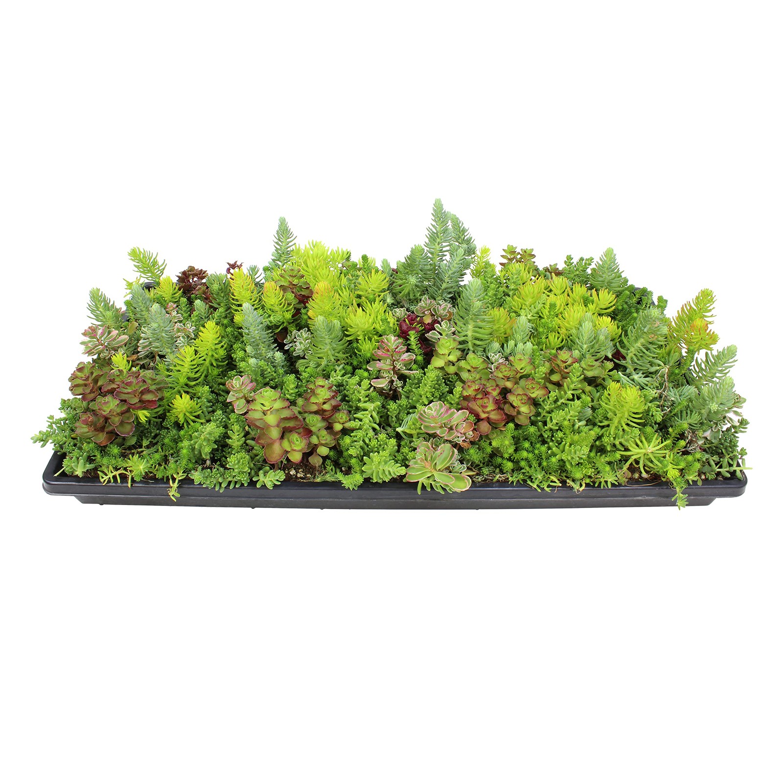 Plants For Pets 10 In. X 20 In. Sedum Groundcover Mat Non-Toxic Hardy Stonecrop