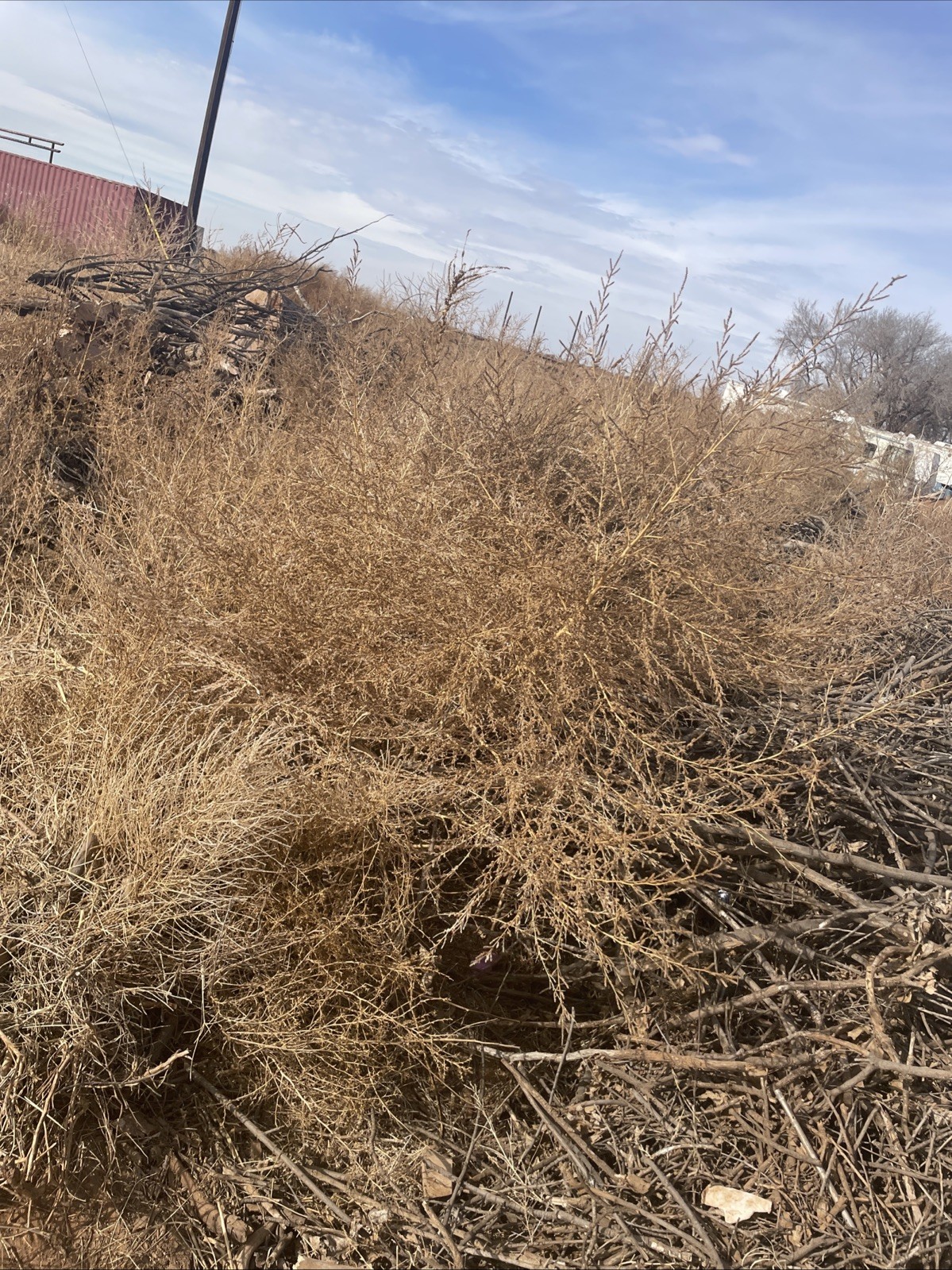 West Texas tumble weeds. Fresh rolled and rounded.