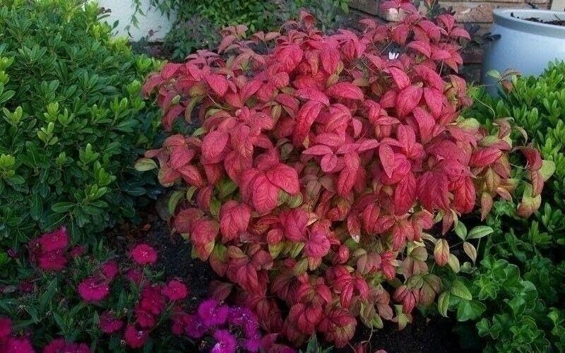Nandina Firepower | 3 Gallon | Nandina domestica | Low Maintenance | Hardy Plant