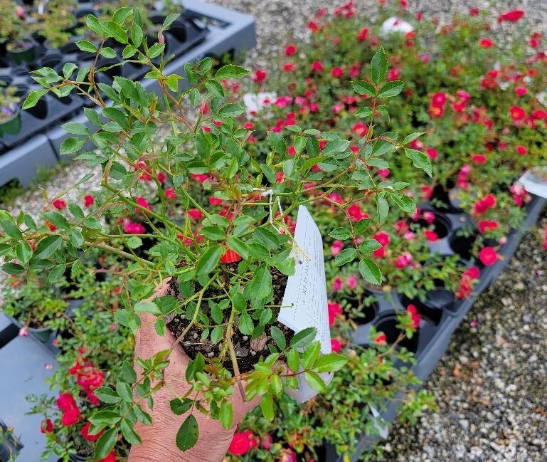 Red Drift® Groundcover Rose – Live Plant ( 1 QT )