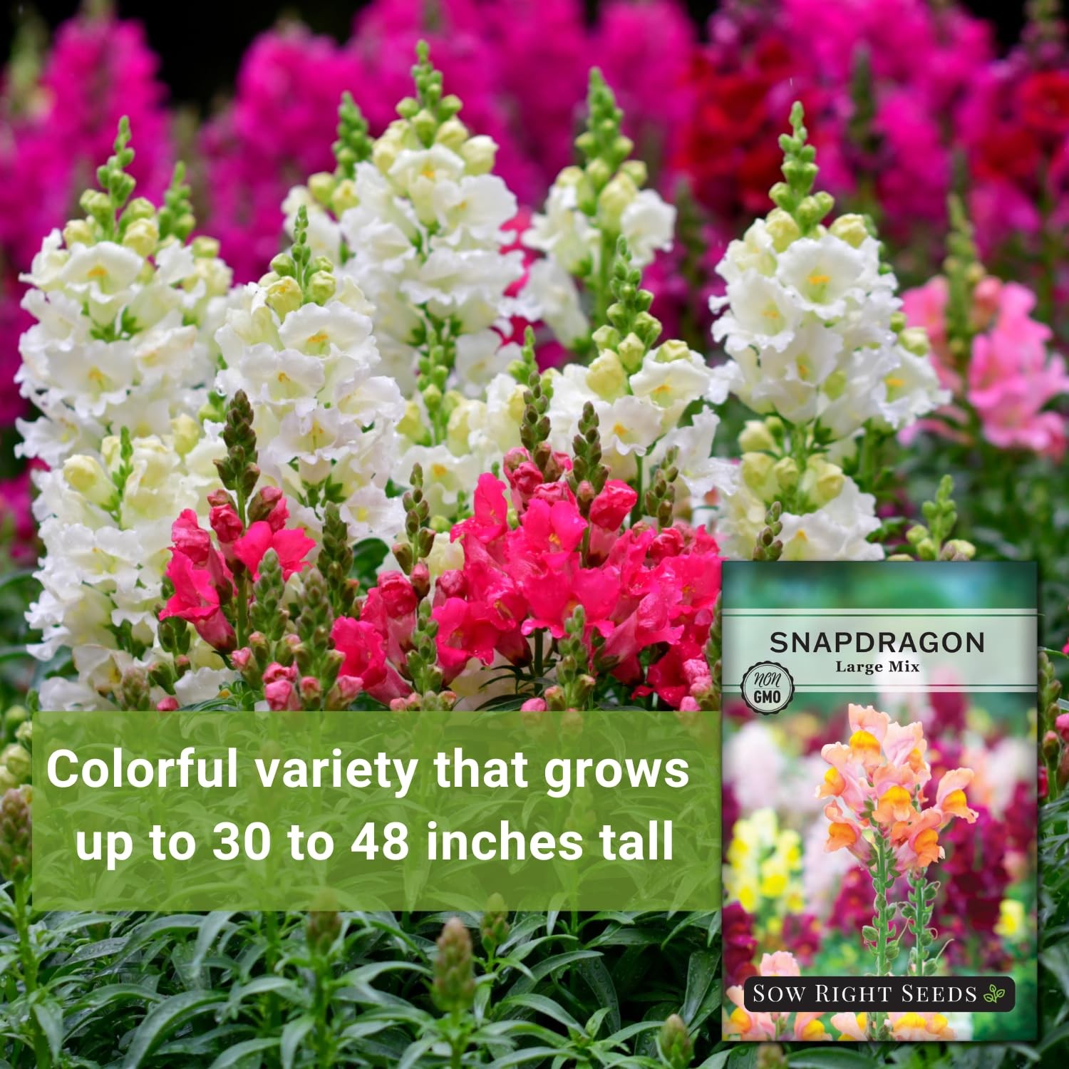 Sow Right Seeds – Large Mix Snapdragon for Planting – Non-GMO mix