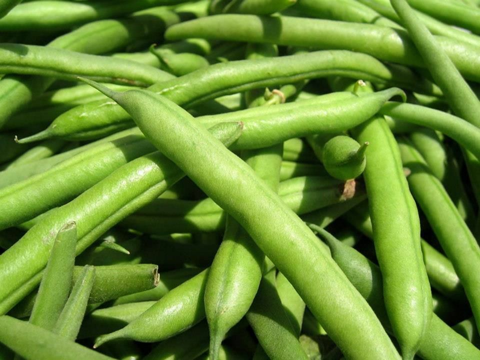 Green Bean Seeds: Landreth Stringless Green Beans Fresh Seed FREE Shipping!!!