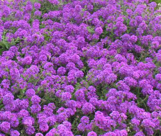 ROCK CRESS PURPLE Aubrieta Deltoidea – 200 Seeds
