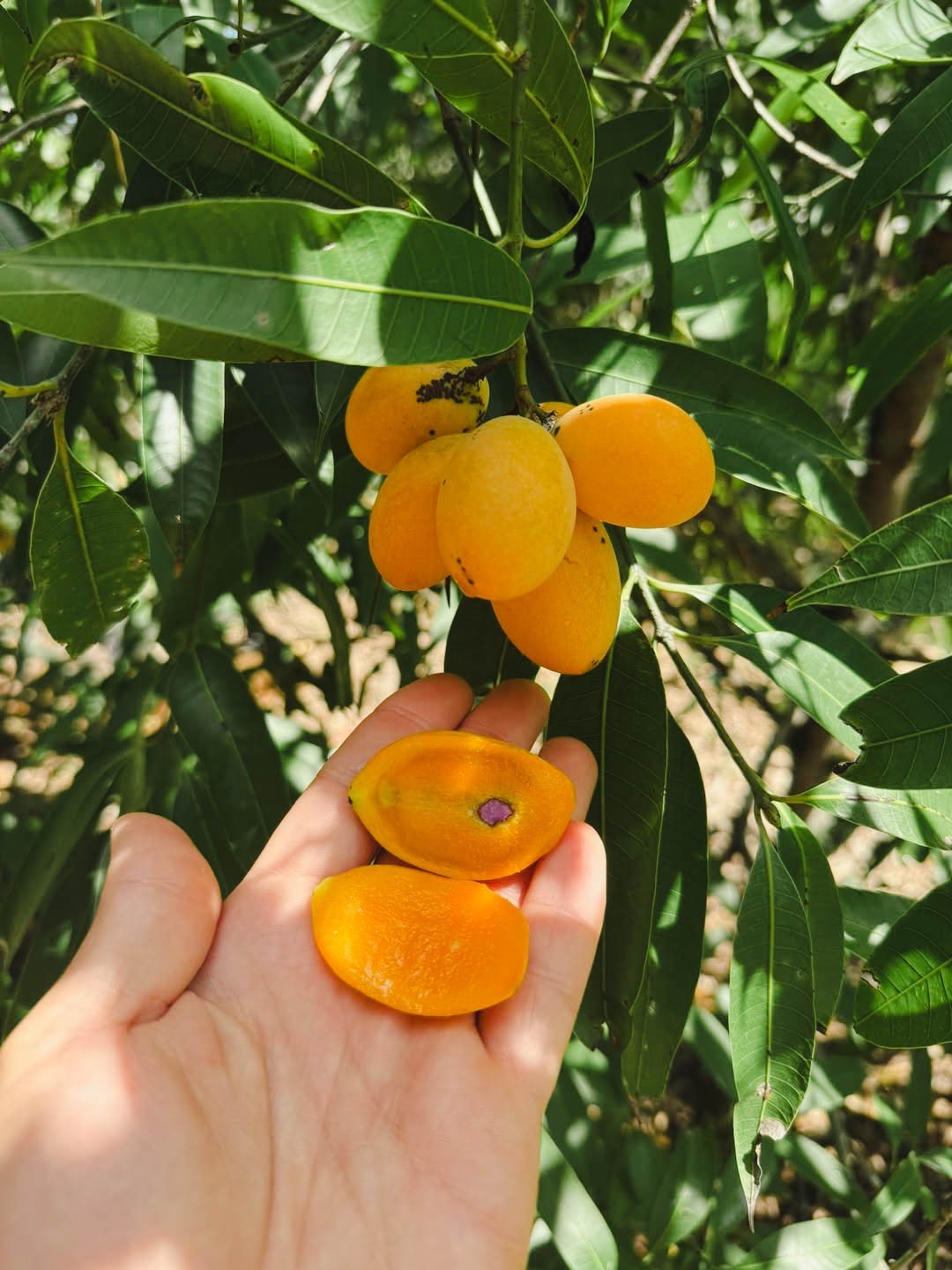 1 SUPER DOUBLE RARE Maprang (Mango Plum) live plant 2 – 3 ft