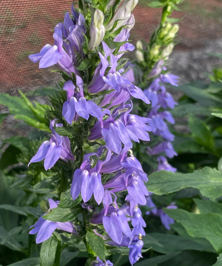 Blue Lobelia Live Plant – 2-5″ Tall – 3″ Pot – Compact Blue Flowering Plant