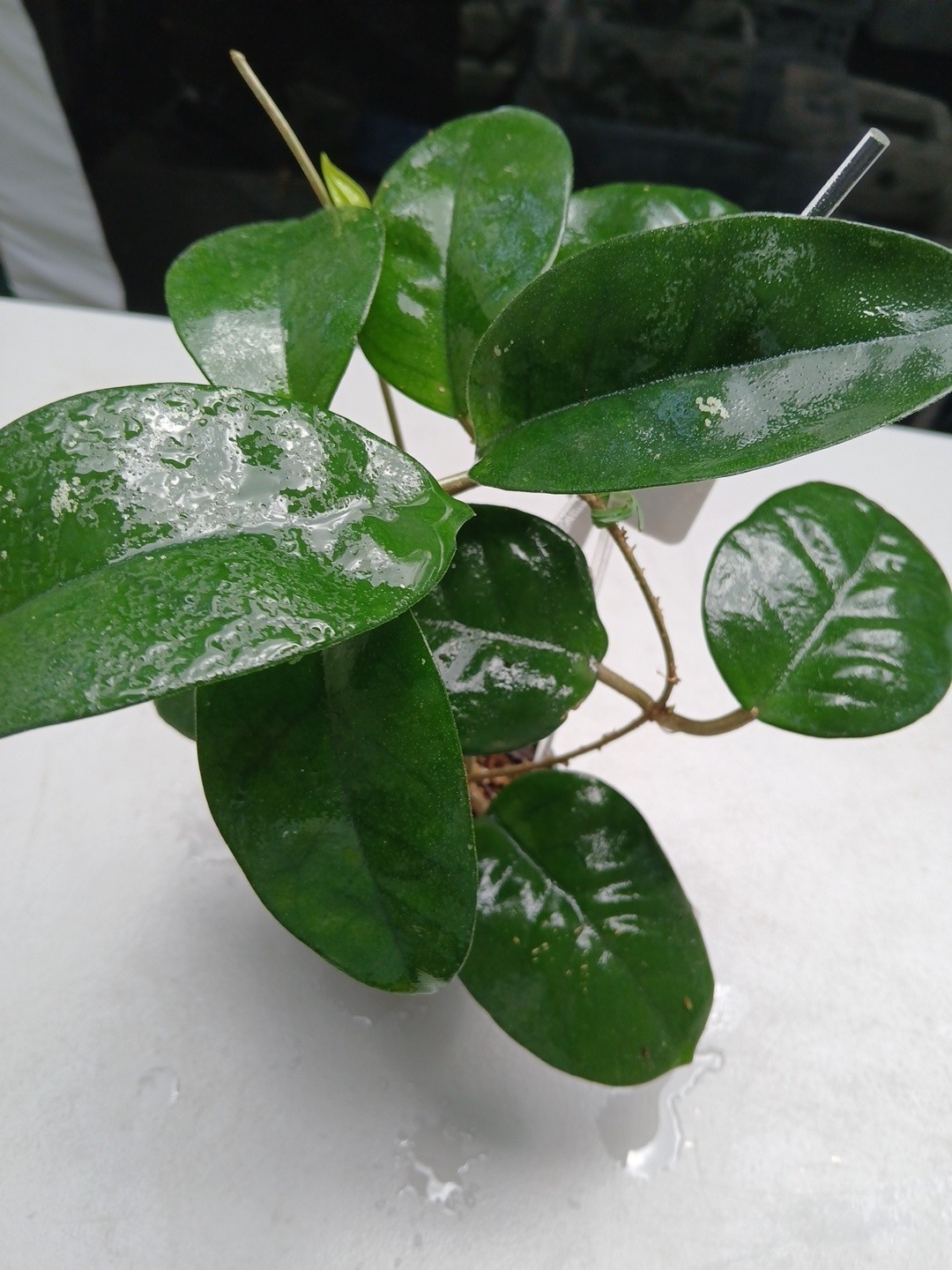 #379- HOYA FUNGI I LIVE PLANT, LARGE LEAF, LARGE PLANT,