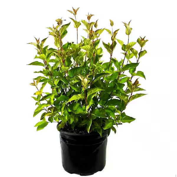 2.25 Gal. Bailey’S Red Twig Dogwood (Cornus) Live Shrub