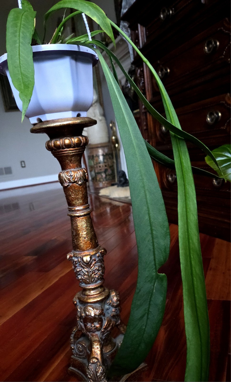 Rare XL Anthurium Vittarifolium 33″ Tall 28″ Leaves Not Philodendron Monstera