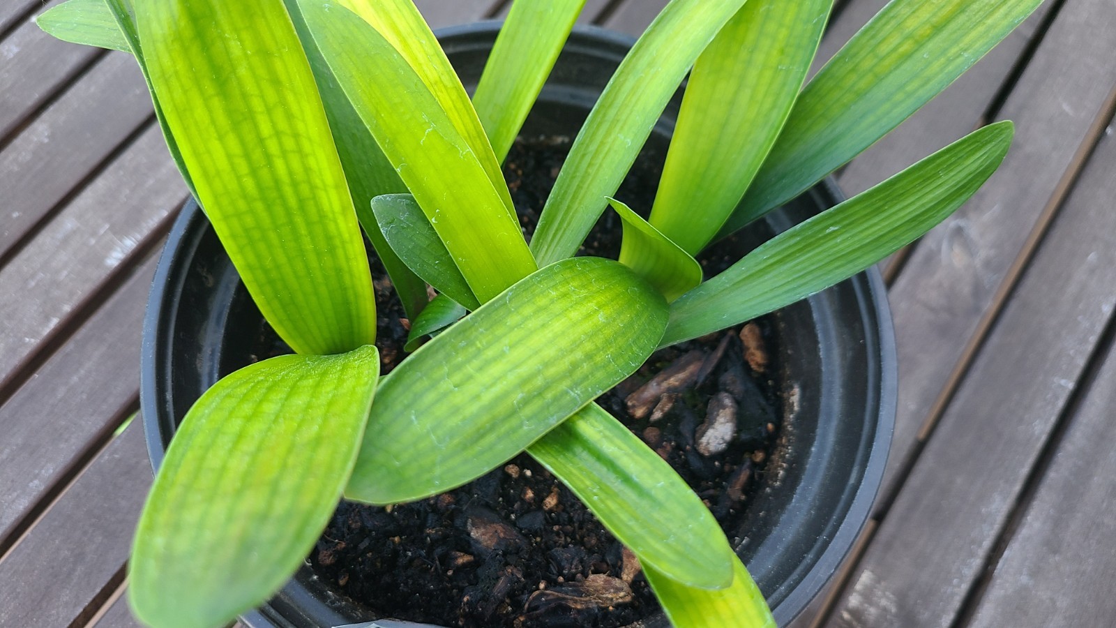 Clivia interspecific Pink Green Throat X Blazing Sun