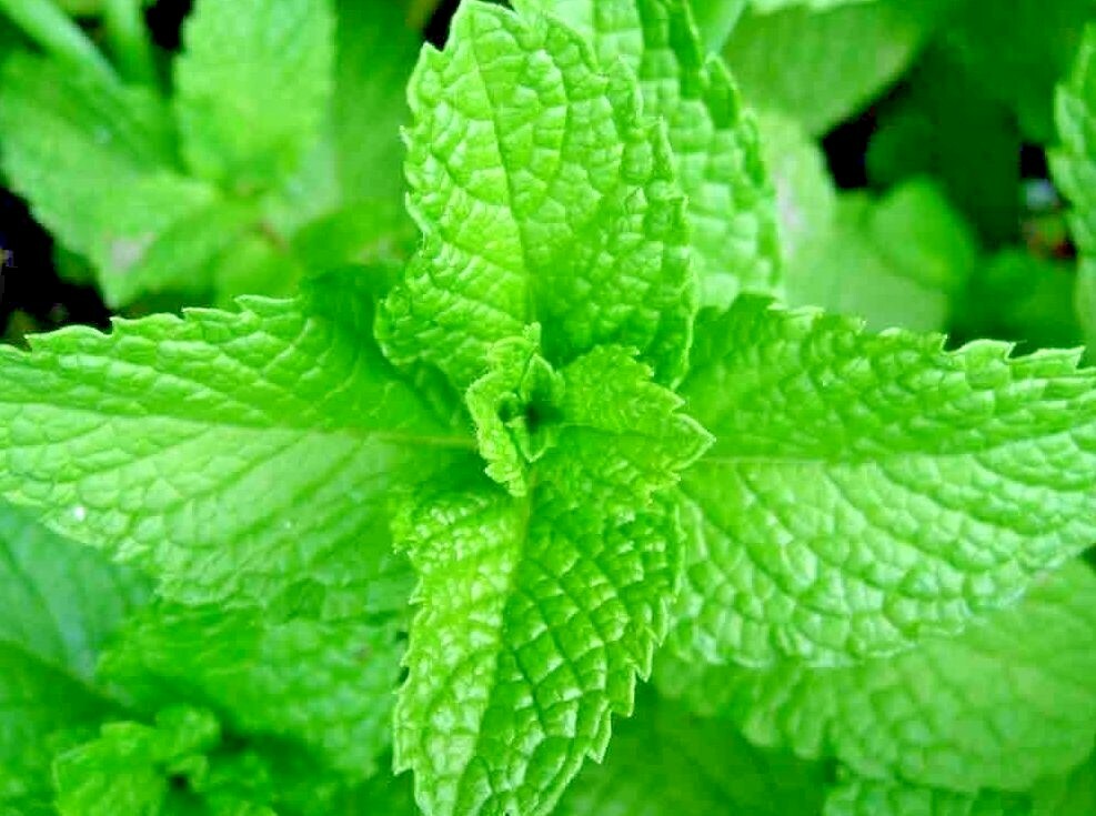 200+ KOREAN MINT SEEDS SPRING PERENNIAL HERB MOSQUITO INSECT REPELLENT HARDY USA
