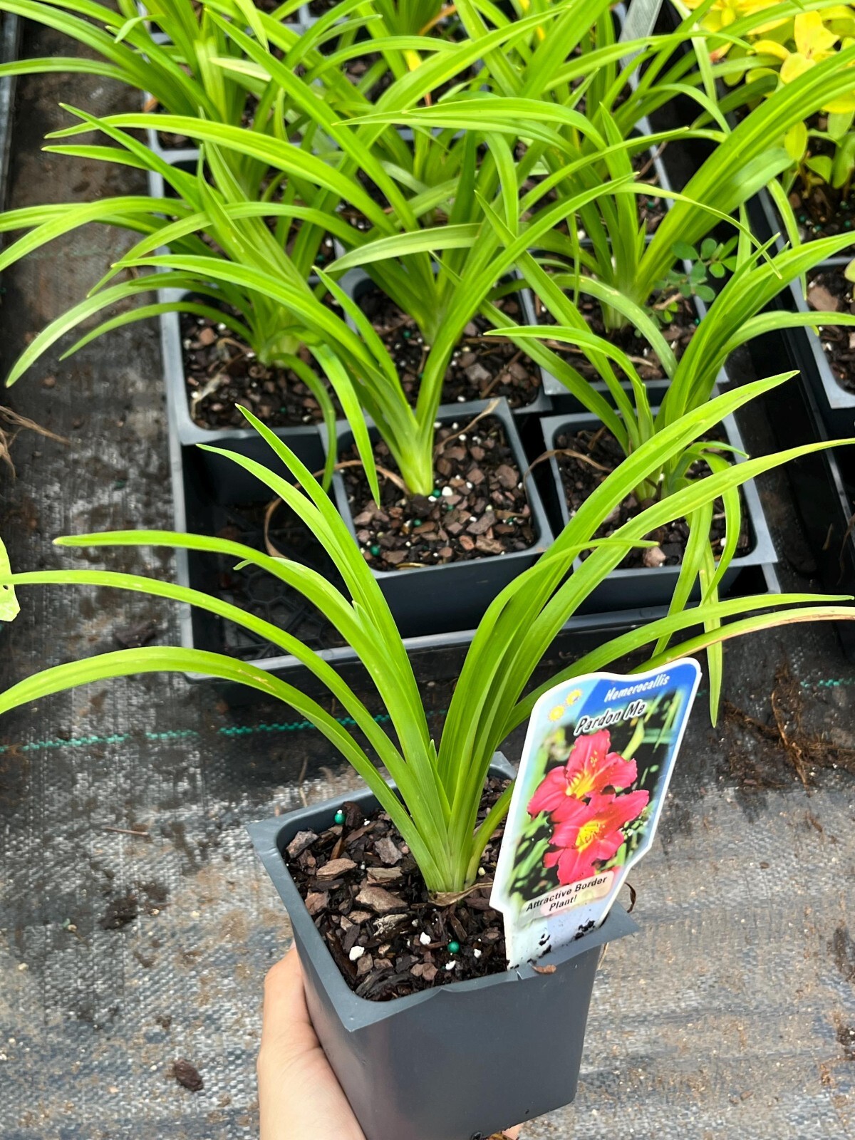 Daylily ‘Pardon Me’ (Hemerocallis) 4′ in pot