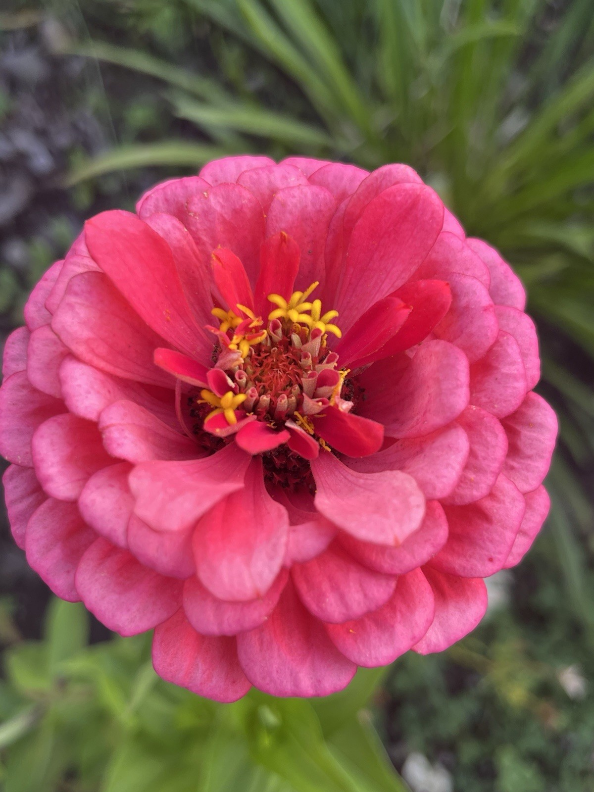 Garden Start Seed Variety Packs (PNW Native, Rare Exotic)