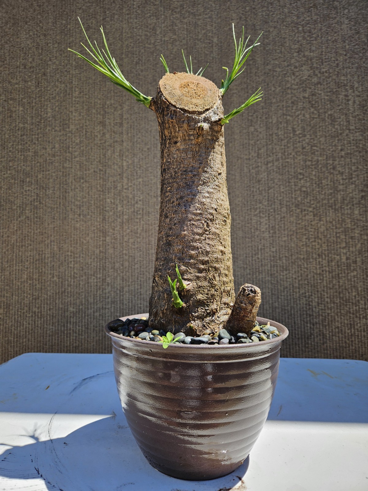 Ponytail Palm Bonsai Tree,,, SALE