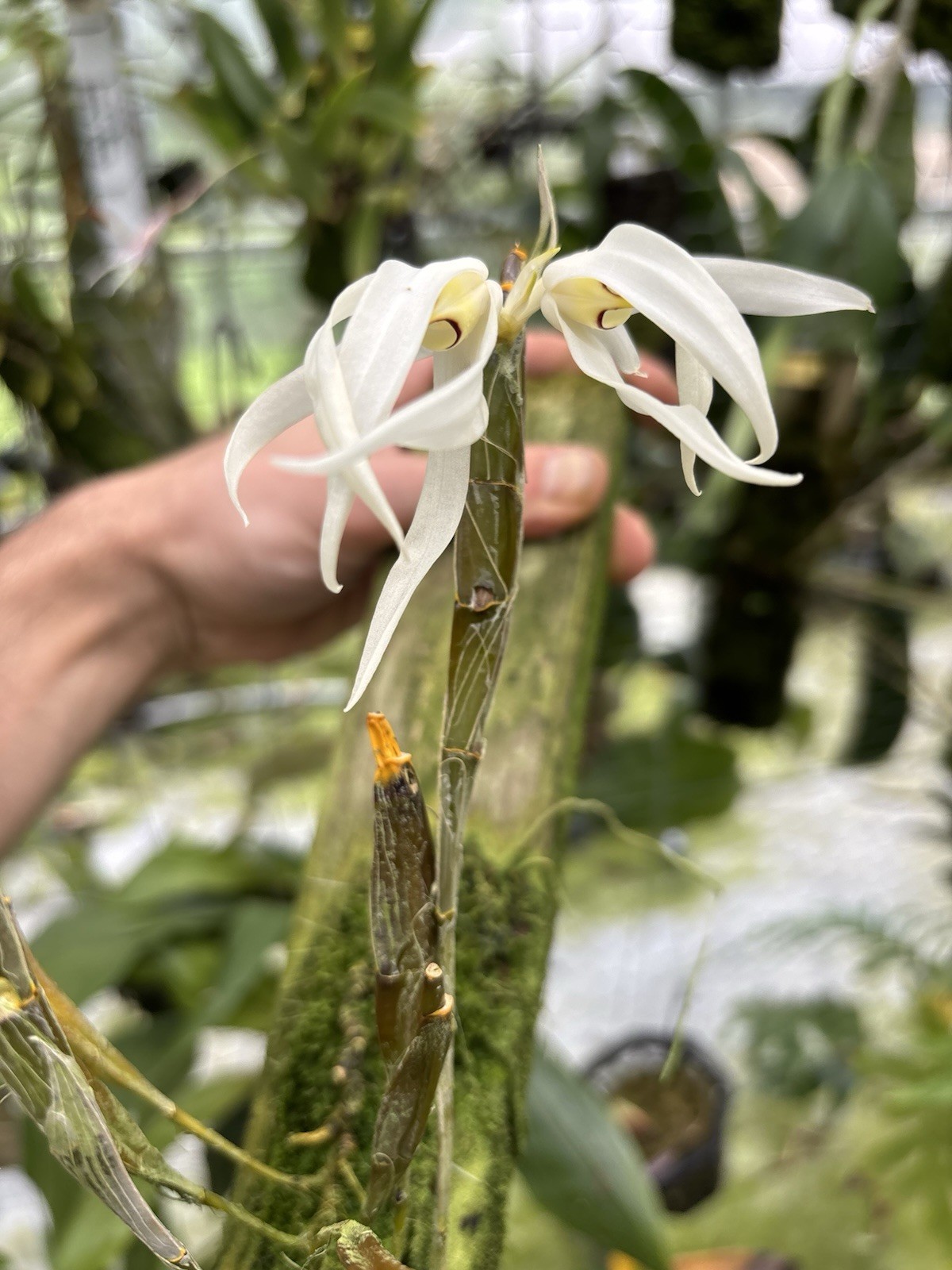 Dendrobium amboinense In Spike Rare Orchid Species Indonesia