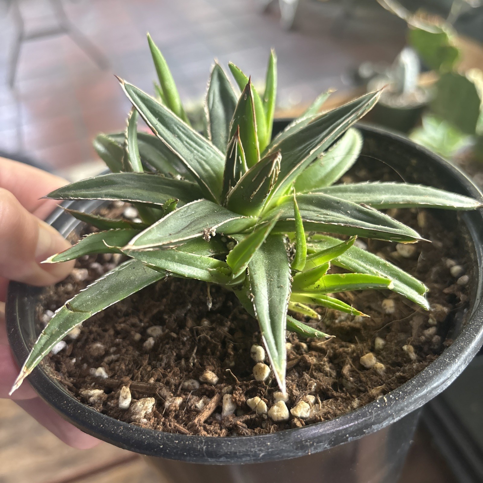 Agave victoriae-reginae potted 6 in pot