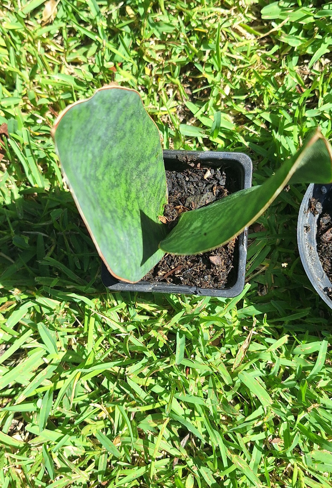 Plants Double Fins-Whale Fin Snake Plant Sanserveria. Two In Mini Pots.