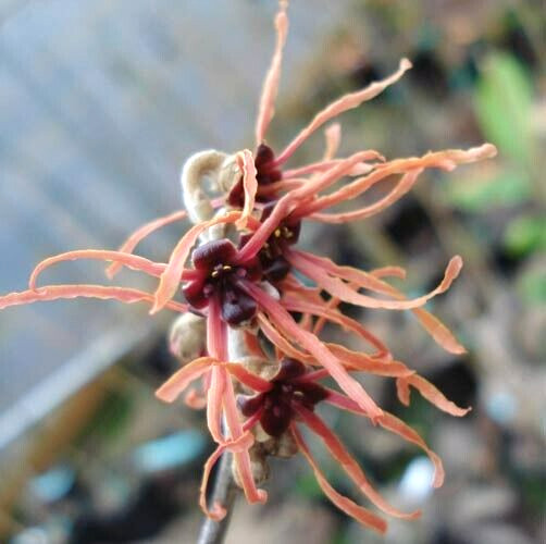 10 FIRE CHARM WITCH HAZEL SEEDS – Hamamelis x intermedia